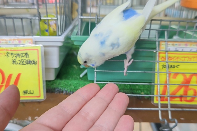 セキセイインコ