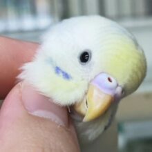 🌟最新画像🌟 カキカキ大好き！色変わりさん～🪩 セキセイインコ(色変わり)