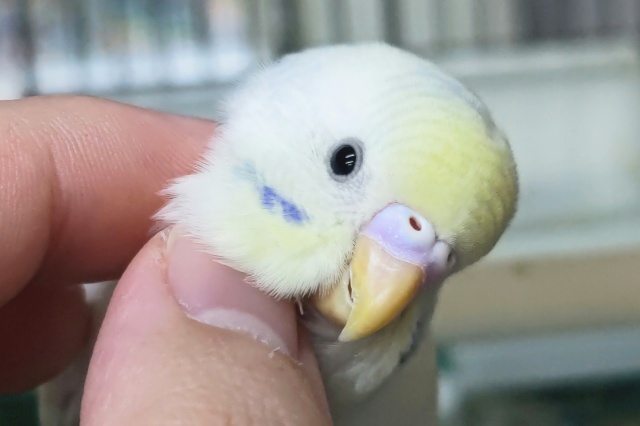 🌟最新画像🌟 カキカキ大好き！色変わりさん～🪩 セキセイインコ(色変わり)