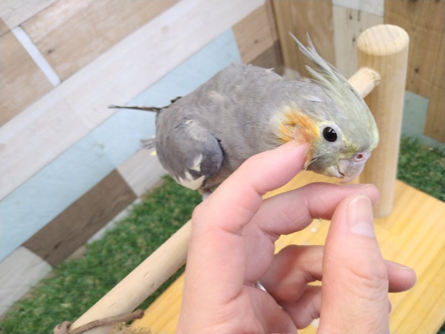 オカメインコ