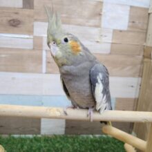 最新画像あります⭐️当店生まれ❣️甘えん坊な「ピョーちゃん」😍オカメインコのノーマル！！