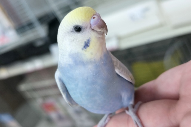 🌟最新画像🌟 カラフルレインボー🌈 セキセイインコ(パステルレインボースパングル)