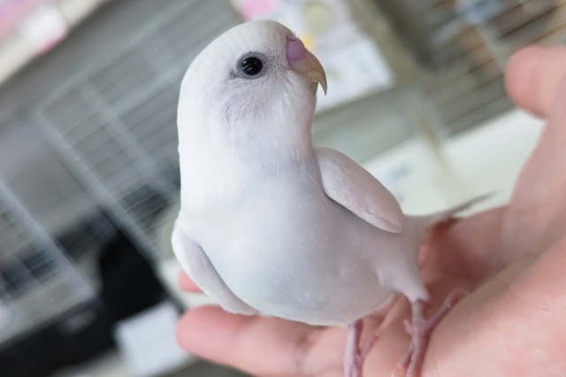 🌟最新画像🌟 かわいい～白～🤍 セキセイインコ(ダブルファクター)