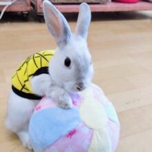 最新画像更新❤人懐っこいウサちゃん♡真珠みたいなミニウサギのフロスティ