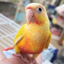 🌟最新画像🌟 好奇心旺盛！メロメロかわいい～🏵️ ホオミドリウロコインコ(サンチーク)