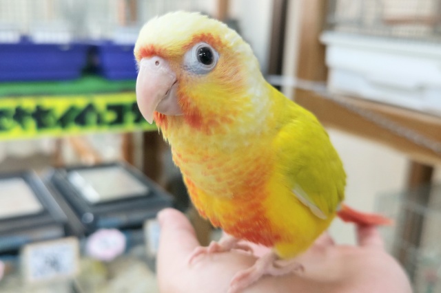 ホオミドリウロコインコ