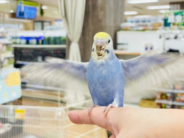 セキセイインコ