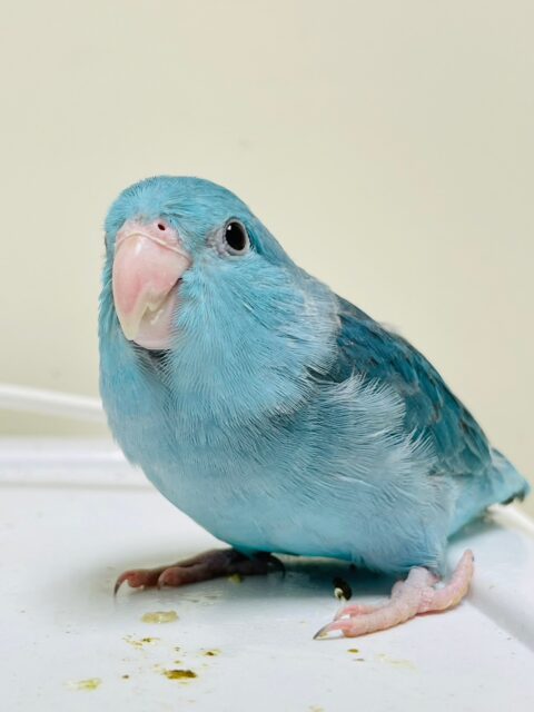 【最新画像更新🪄】行動全てにときめきが止まらない💓マメルリハインコ（ブルー）女の子