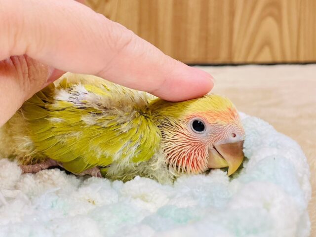 コザクラインコ（小桜インコ）