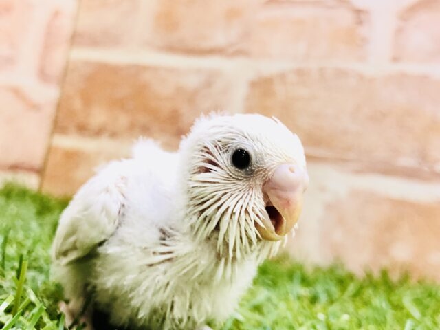 まっ白美白ボディ(*´ω｀*)　セキセイインコ