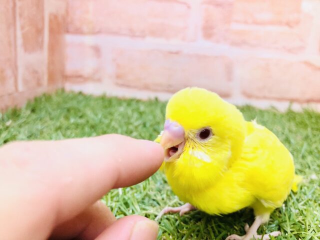 セキセイインコ