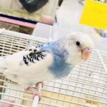 【最新画像更新☆☆】わんぱく！活発！ん～・・元気～！　セキセイインコ