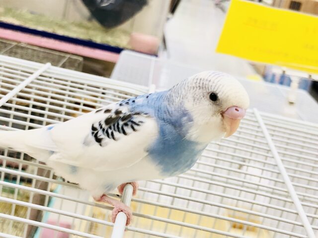 【最新画像更新☆☆】わんぱく！活発！ん～・・元気～！　セキセイインコ