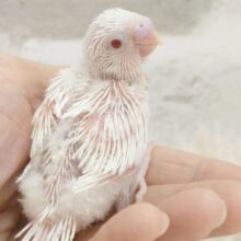 特等セキは、独りじめ♪　。。笑顔可愛いから許すっ　セキセイインコ　アルビノ～～
