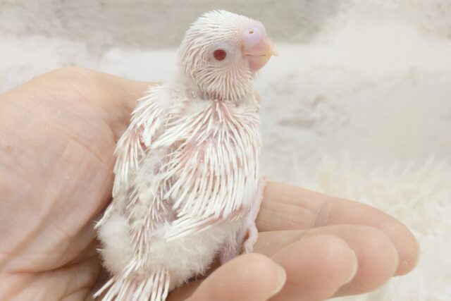 特等セキは、独りじめ♪　。。笑顔可愛いから許すっ　セキセイインコ　アルビノ～～