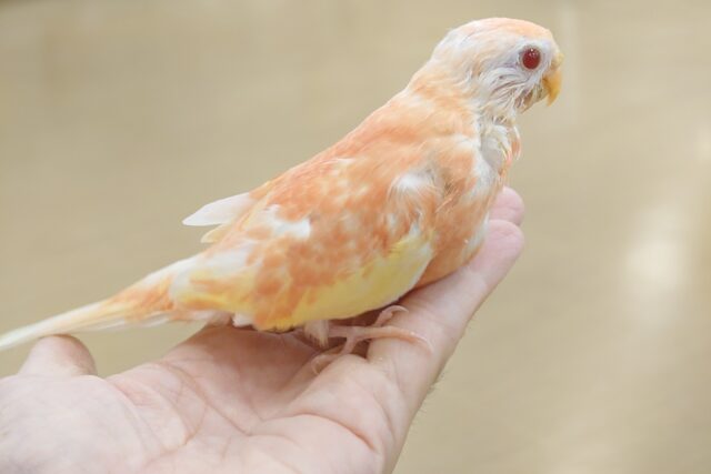 アキクサインコ（秋草インコ）