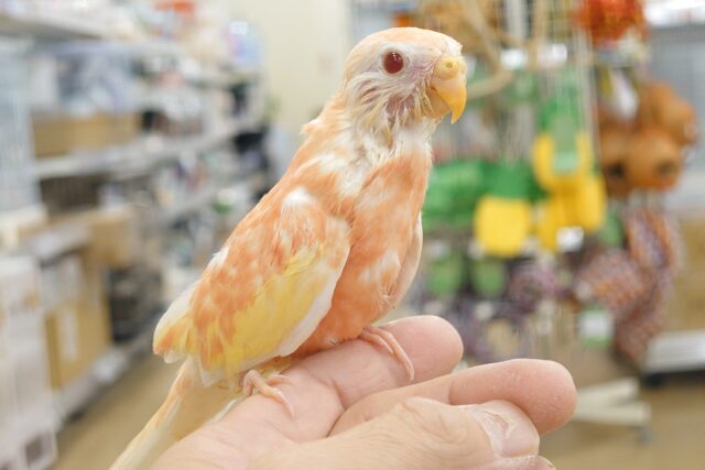 アキクサインコ（秋草インコ）