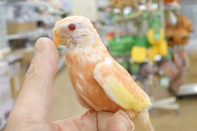 アキクサインコ（秋草インコ）