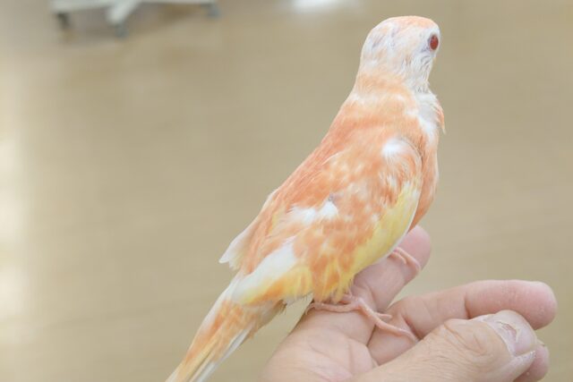 アキクサインコ（秋草インコ）