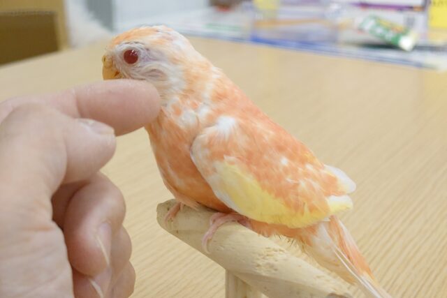 アキクサインコ（秋草インコ）