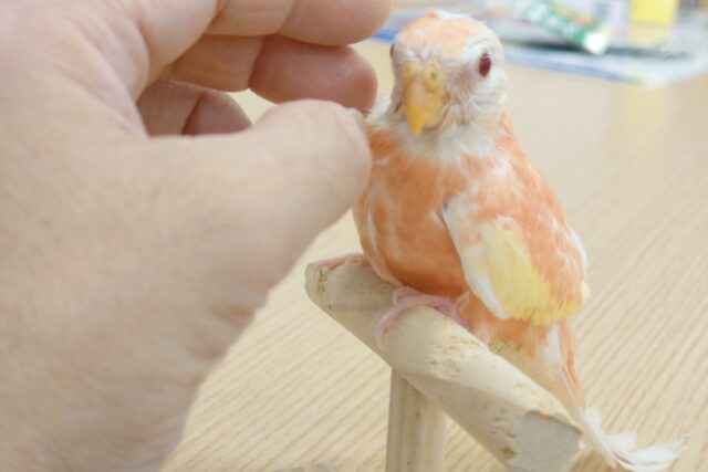 アキクサインコ（秋草インコ）