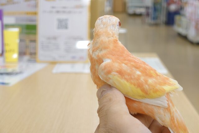 アキクサインコ（秋草インコ）