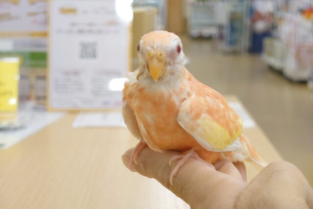 アキクサインコ（秋草インコ）