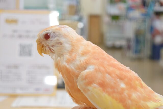 アキクサインコ（秋草インコ）