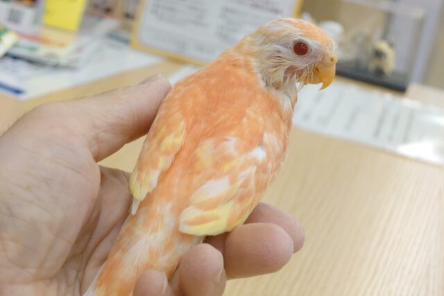 最新画像になります☆　おもちみたいなフォルム🍡アキクサインコ(ルビノー) ヒナ