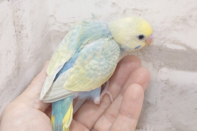 やはりっ☆彡　ヒ・ミ・ツの向こうはｽﾃｷカラー♪～～　セキセイインコ　パステルカラーレインボー～～