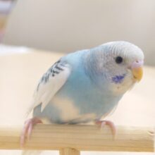 顔、押しあてつつのｶｷｶｷポイント主張が「ツボ☆」～　セキセイインコ　パイド～～