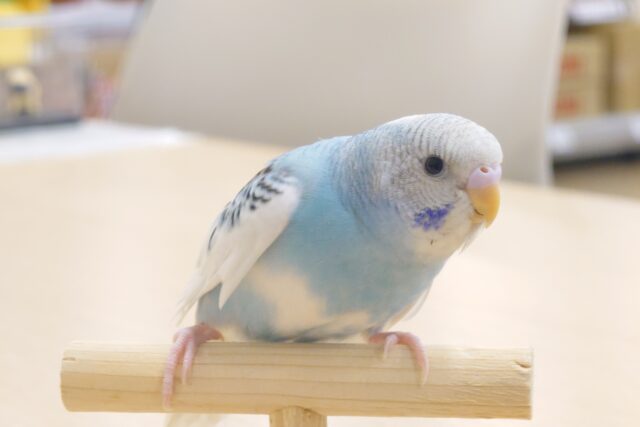 顔、押しあてつつのｶｷｶｷポイント主張が「ツボ☆」～　セキセイインコ　パイド～～