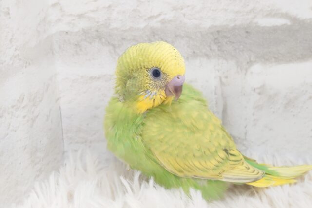 あたま、お顔ブワッとご満悦ーーたいむ☆　セキセイインコ　スパングル〜〜