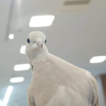 では、お聴きください　ぽっぽーぽ～ぉ♬～♪？？？　ジュズカケバト～～