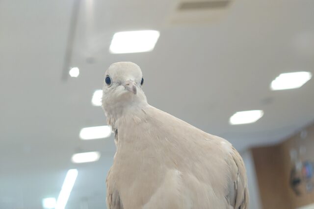 では、お聴きください　ぽっぽーぽ～ぉ♬～♪？？？　ジュズカケバト～～