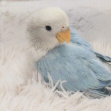 あまったれ美鳥さん、とーじょーーっ☆彡　コザクラインコ　ブルーオパーリン～～