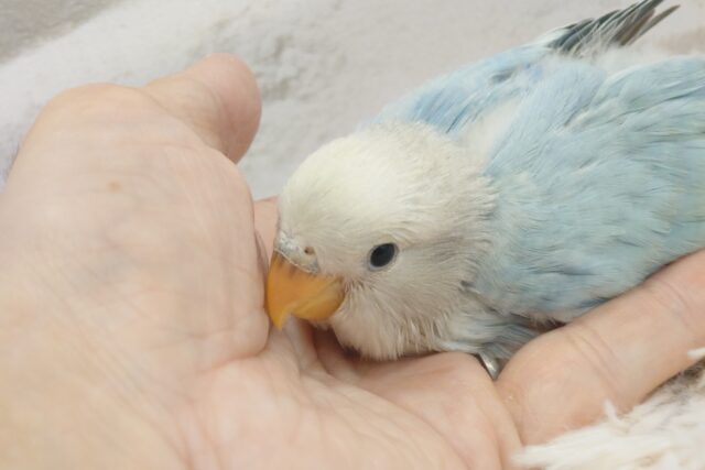 コザクラインコ（小桜インコ）