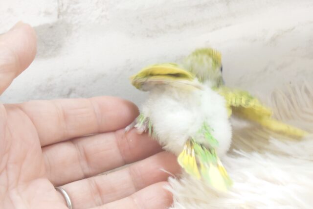 セキセイインコ