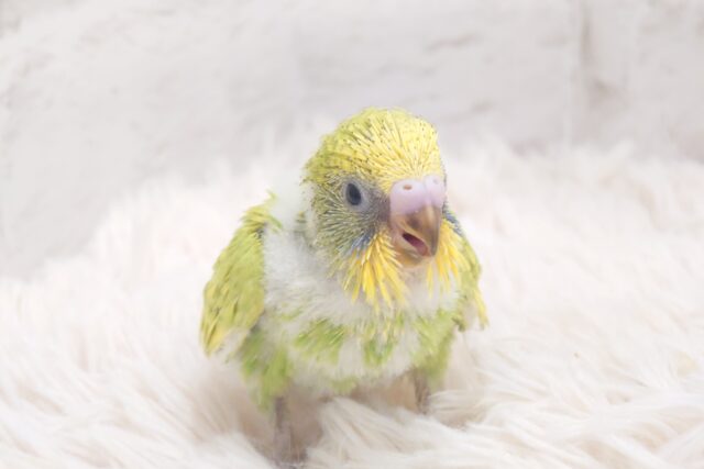 セキセイインコ