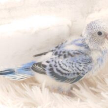 お迎えしたら。。。賑やかさが、止まりませんーーー　セキセイインコ　オパーリン～～