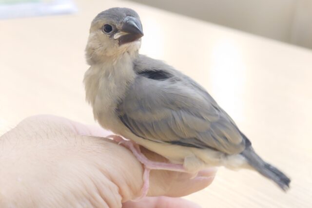 最新画像になります☆　無表情からつたわる、可愛らしさ♪　桜文鳥〜〜