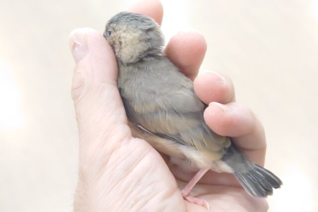 桜文鳥