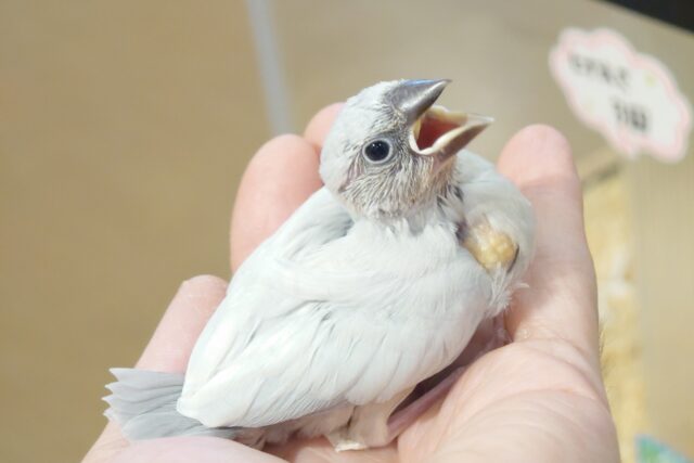 最新画像になります☆　ぶんちょうさんの魅力、への字口〜♪♪♪　シルバー文鳥〜〜