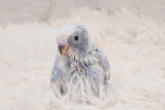 甘える～　蒼だるまっ☆ちなみにーー両目、くりっくり～　セキセイインコ　パステルレインボースパングル～～