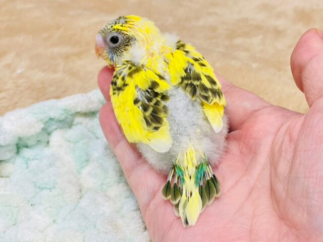 セキセイインコ