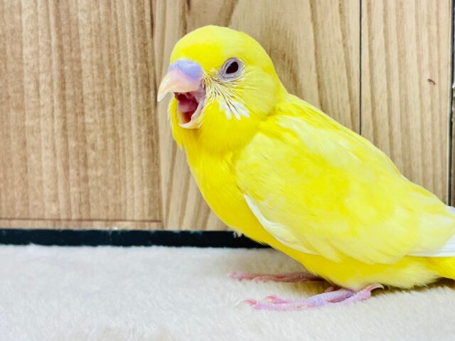 セキセイインコ