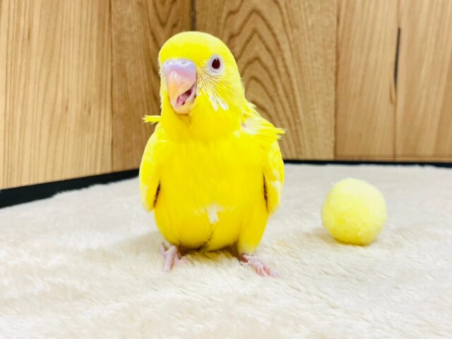 セキセイインコ