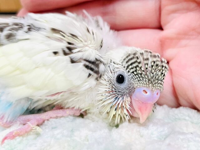 手のひらで眠っちゃうの！💕セキセイインコ（四色ハルクイン）ヒナ