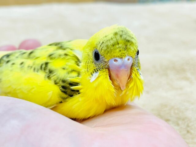 【最新画像更新🪄】まん丸なお目目が魅力💕セキセイインコ（ハルクイン）ヒナ