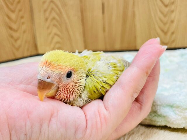 コザクラインコ（小桜インコ）